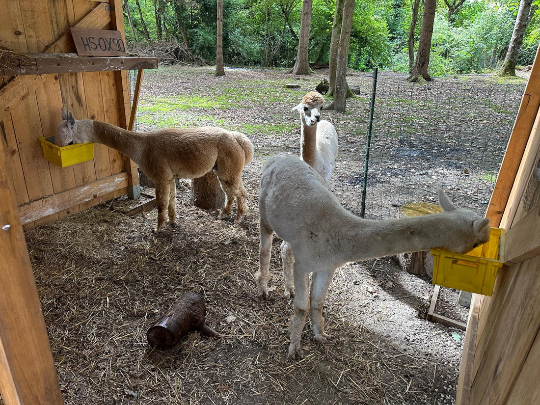 Eco-Friendly Pet Products: Making Sustainable Choices for Your Dog