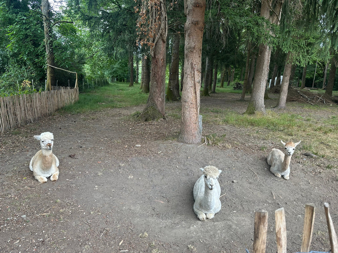 Dog Allergies: How Alpaca Wool Can Help Your Four-Legged Friend