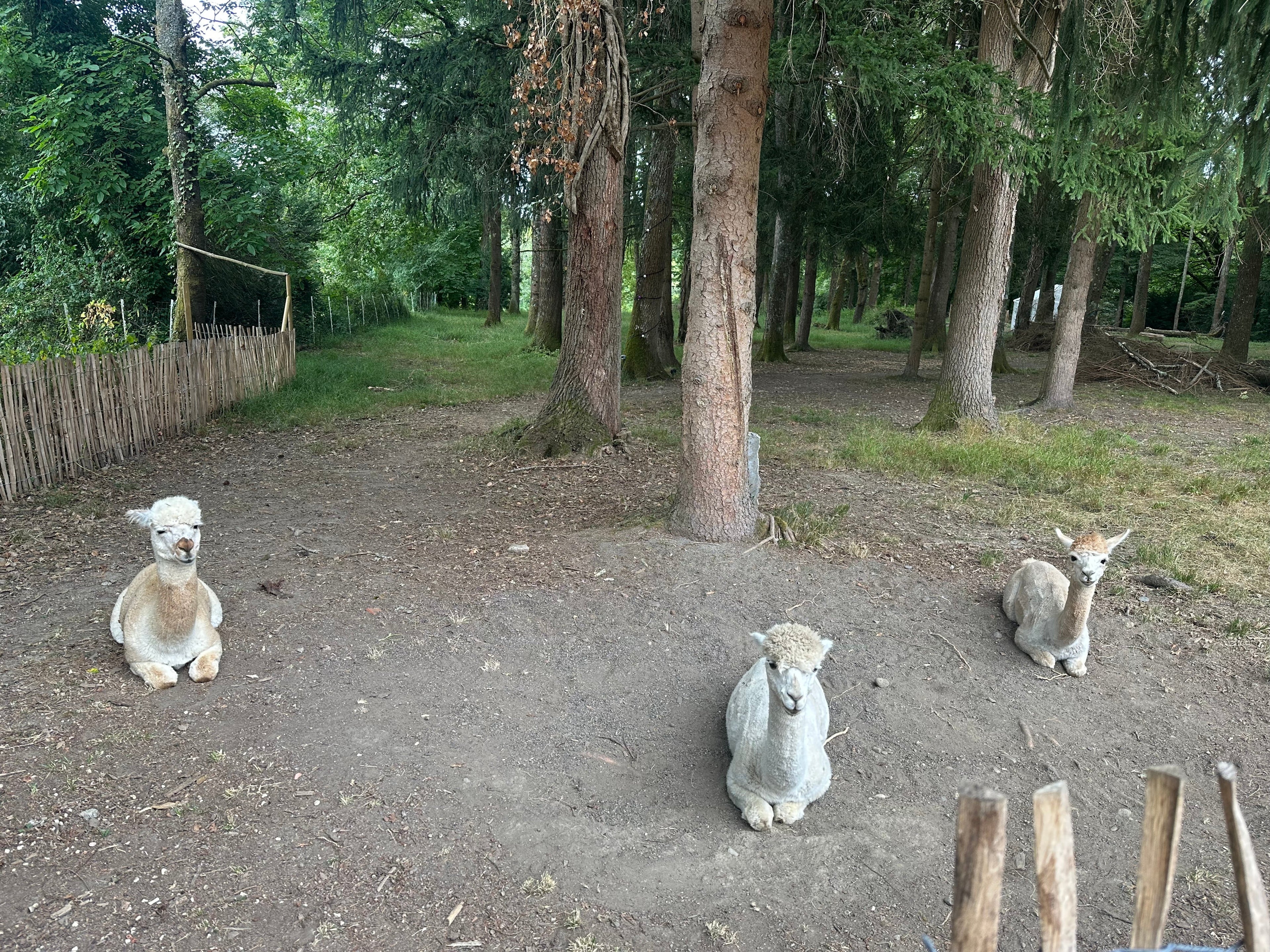 Dog Allergies: How Alpaca Wool Can Help Your Four-Legged Friend